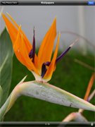 Fairy Colors of Flowers